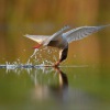 Rybak bahenni - Chlidonias hybrida - Whiskered Tern 1203